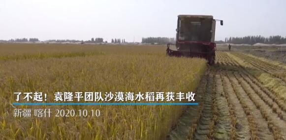 了不起了不起！袁隆平团队沙漠海水稻亩产超千斤