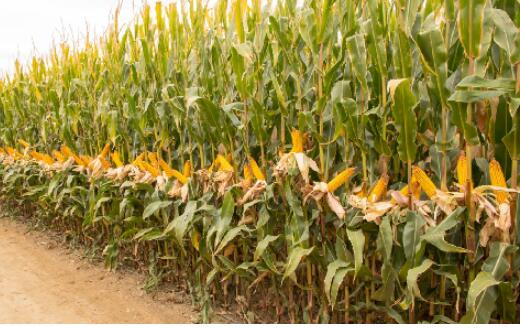 【藏粮于技】中国玉米亩产纪录刷新 有什么黑科技？