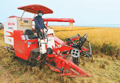 十万亩海水稻测产丰收