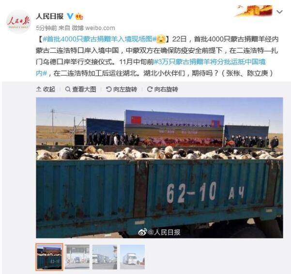 羊来了！首批4000只蒙古捐赠羊入境现场图