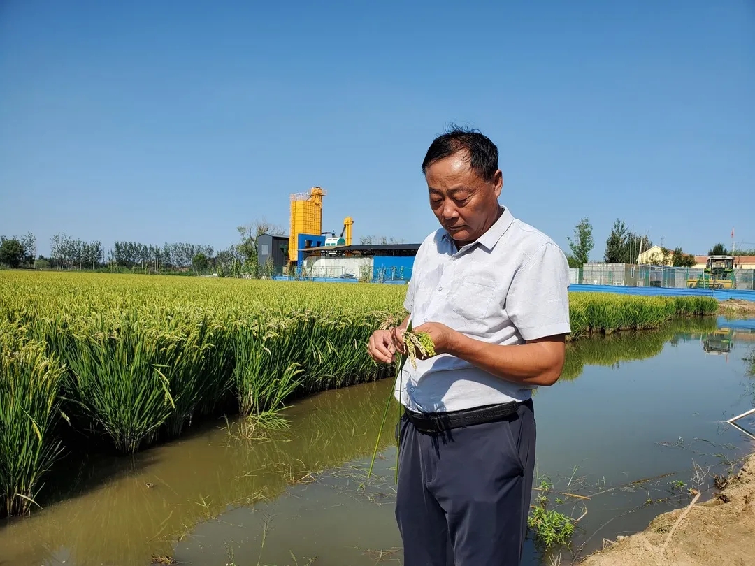 济南稻田里惊现成群成群的大闸蟹