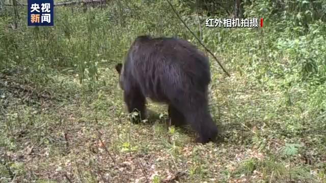 有图有真相小兴安岭首次找到东北虎吃熊证据正所谓虎啸山林百兽惊