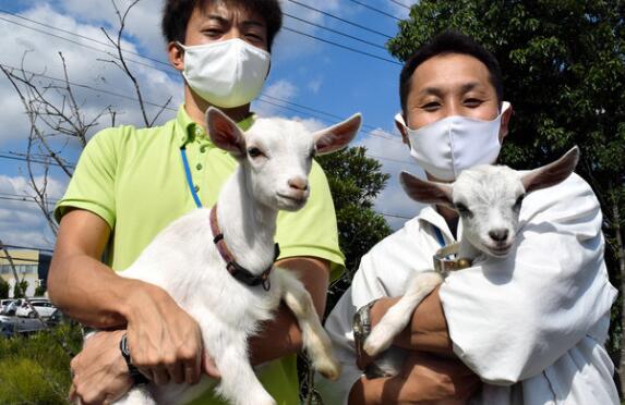 【围观】日本推出租羊吃草业务：租羊上门吃草 包月320元
