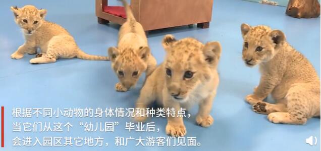 可可爱爱！浙江湖州诞生4只小金虎 网友：虎头虎脑好像一窝小橘猫！