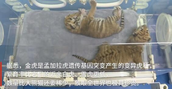 可可爱爱！浙江湖州诞生4只小金虎 网友：虎头虎脑好像一窝小橘猫！