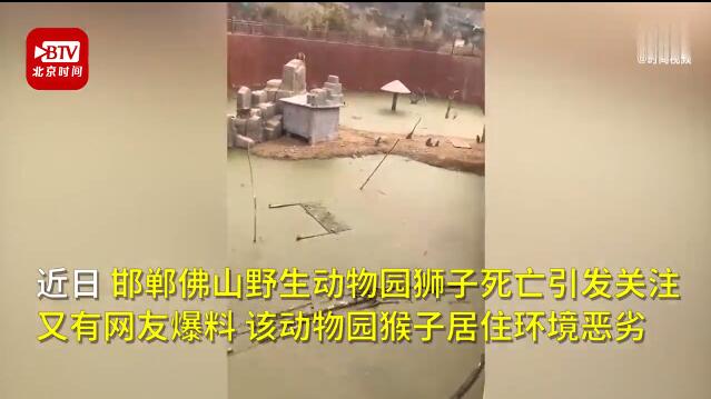 邯郸动物园猴子住绿藻污水池 为什么会这样？