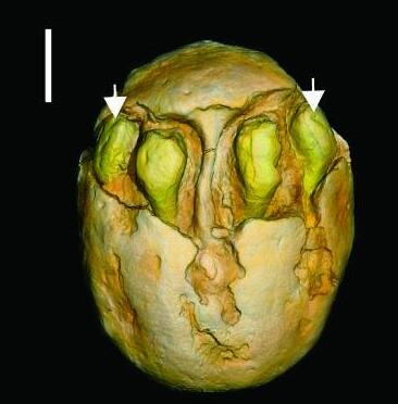1500万年前的枣被发现,"木乃伊"南酸枣长啥样?【图】