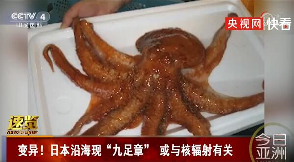 日本沿海现九足章鱼或与核辐射相关，画面曝光惊呆众人