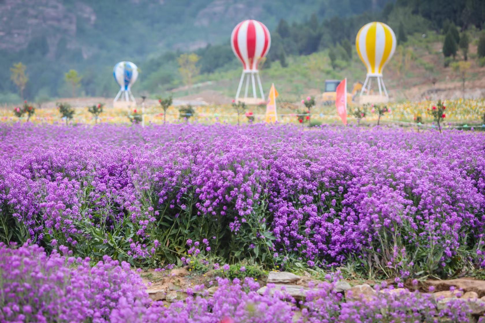 【济南市市花增选活动】全国唯一以玫瑰命名的镇 来了你就会爱上！