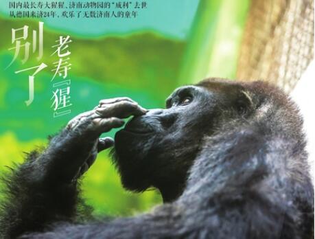 济南动物园大猩猩"威利"因病去世 年龄44.