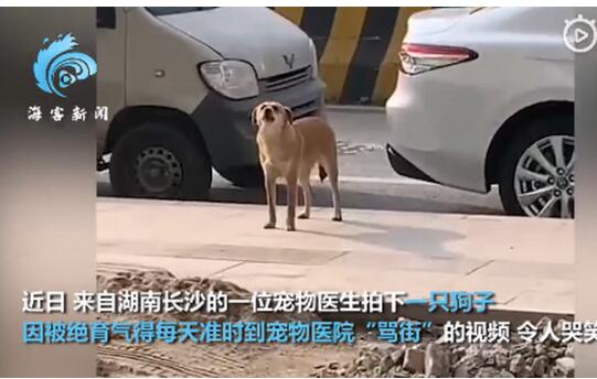 狗子绝育后连续3个月到宠物医院骂街不接受兽医诚恳道歉