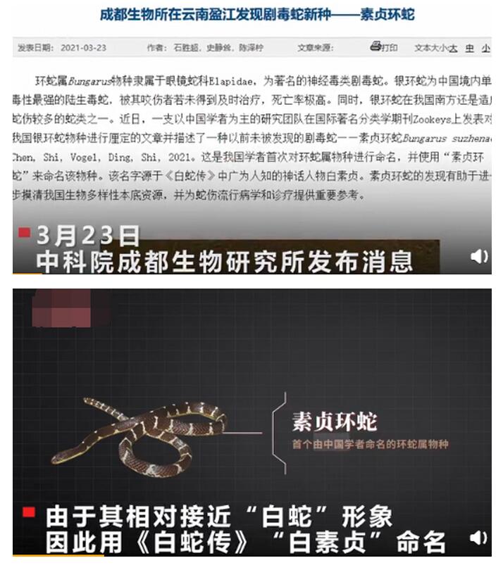 中科院给一剧毒蛇新种命名为"素贞环蛇",网友:许仙在哪里?