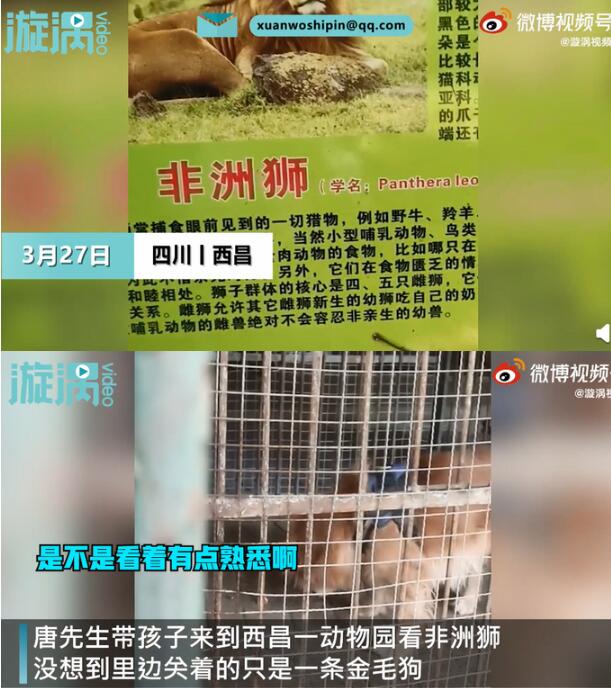 【荒唐】男子在动物园狮笼里发现一只金毛 这是什么操作？