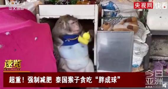 泰国一猕猴“胖成球”被强制减肥，网友哭笑不得：吃水果也长肉啊