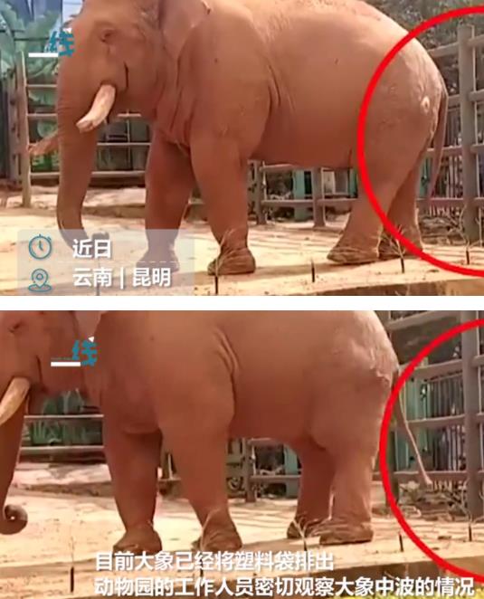 昆明一动物园大象被游客喂塑料袋令人气愤