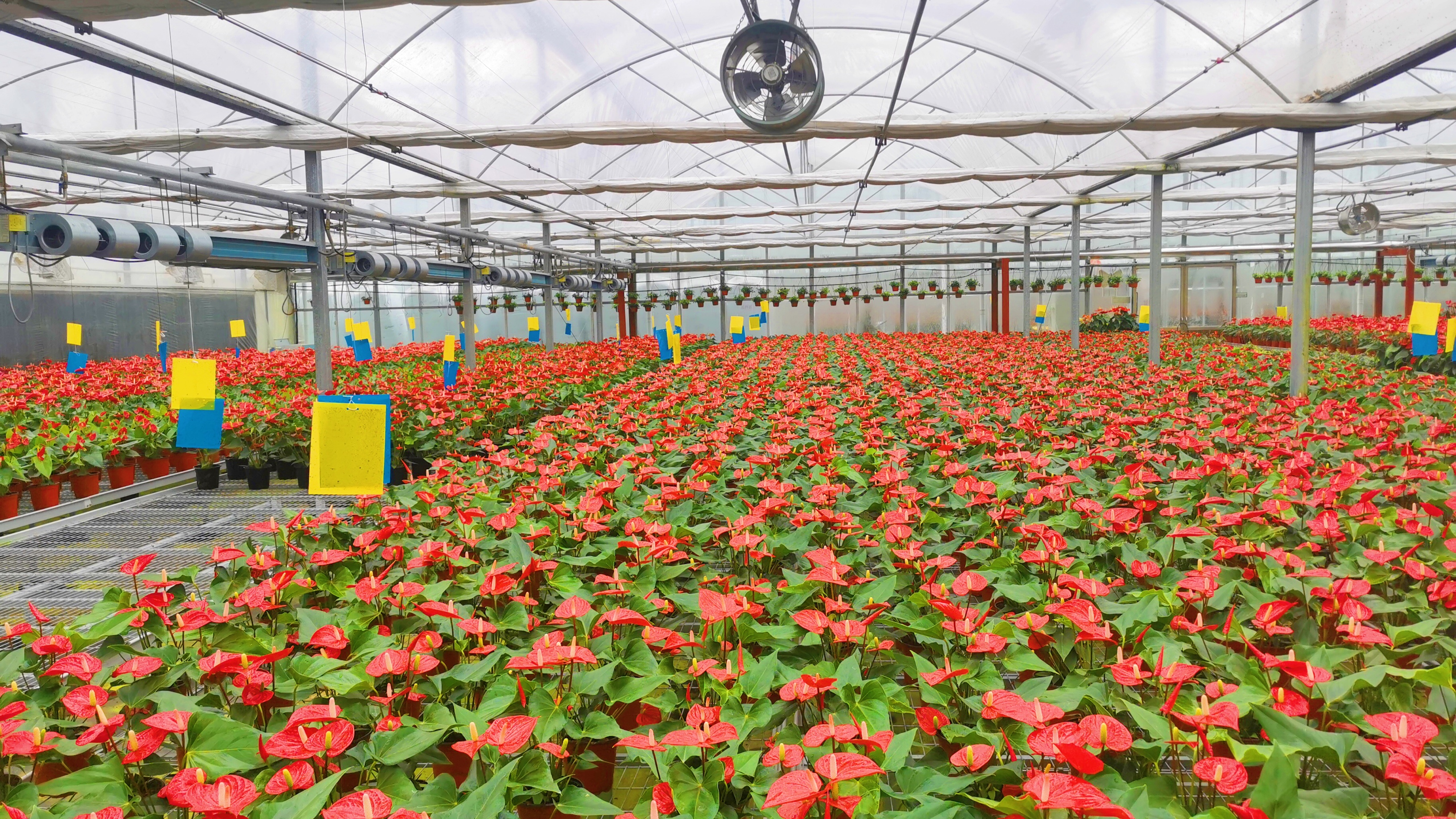 母亲节最酷表白来自济南妈妈送你商河彩冰花海