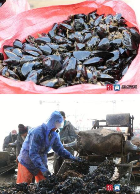 好品山东丨新鲜肥美全国最大海虹养殖基地产品上市日产30万斤