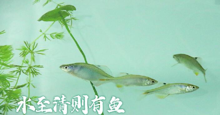 小清河济南段再现中华鳑鲏种群 有历史统计数据以来，时隔60多年再次发现这一鱼种