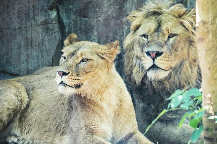 據保育員介紹,這對小獅子年齡為3歲,已