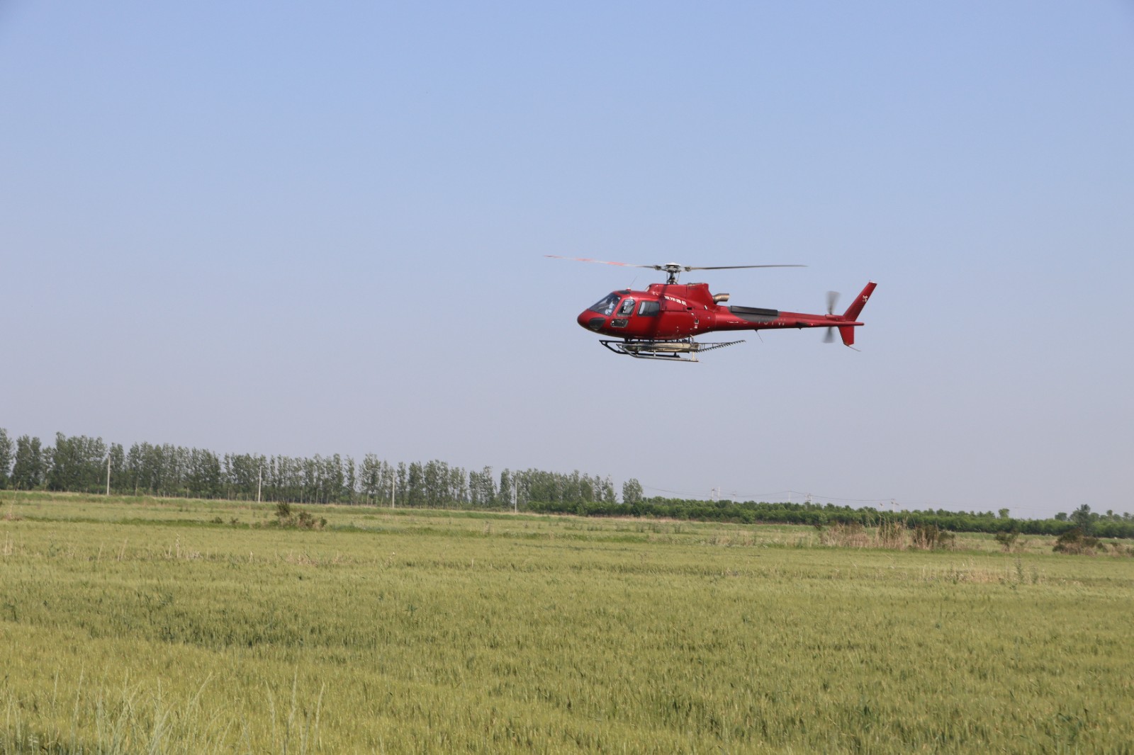 直升机一喷三防效率高15天完成小麦喷药25万亩