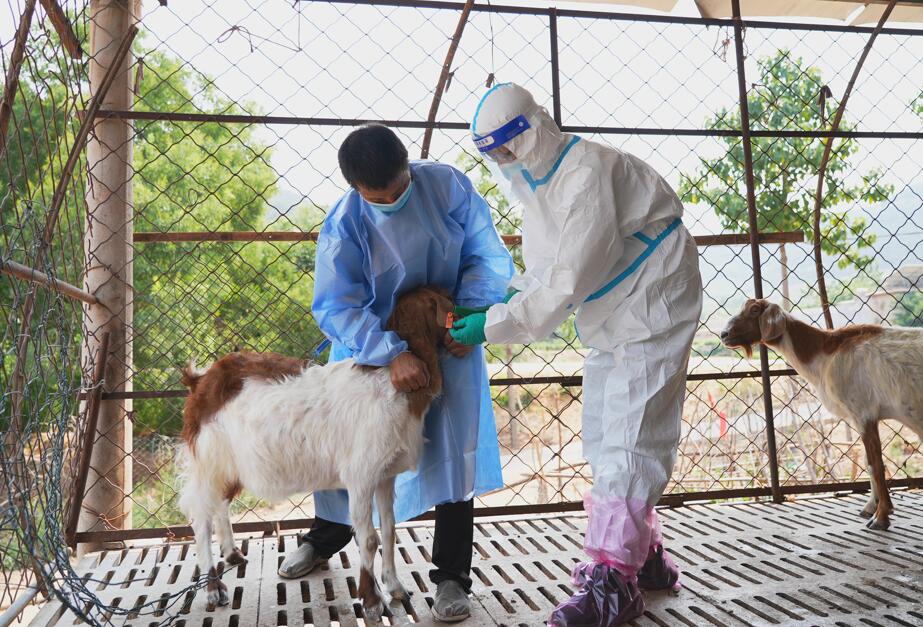 融媒畫像曾經手握畫筆的美術生如今手持針管奔波在基層動物防疫一線從