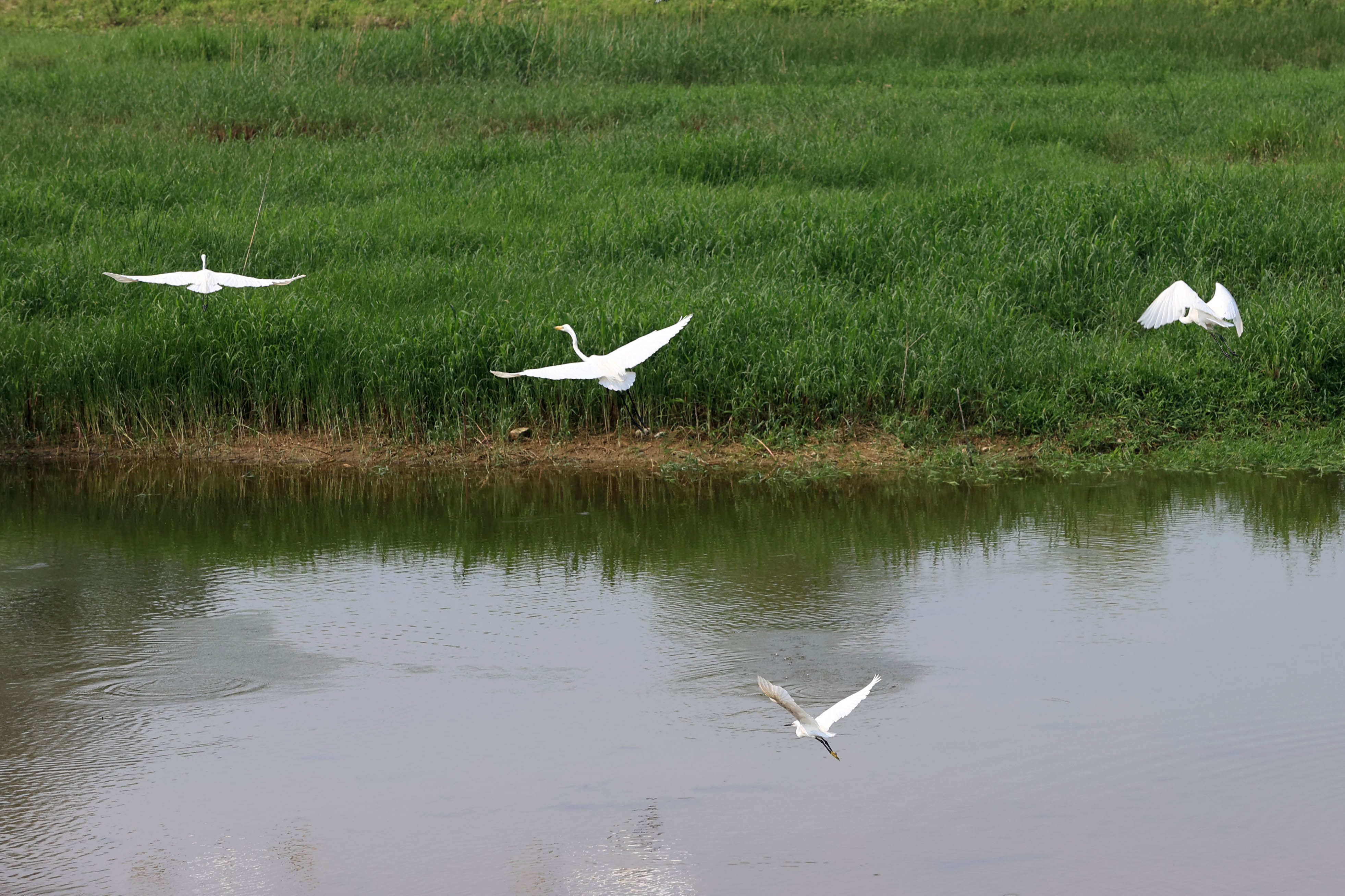 济南:玉符河湿地成景&nbsp;成群鹭鸟翩翩舞