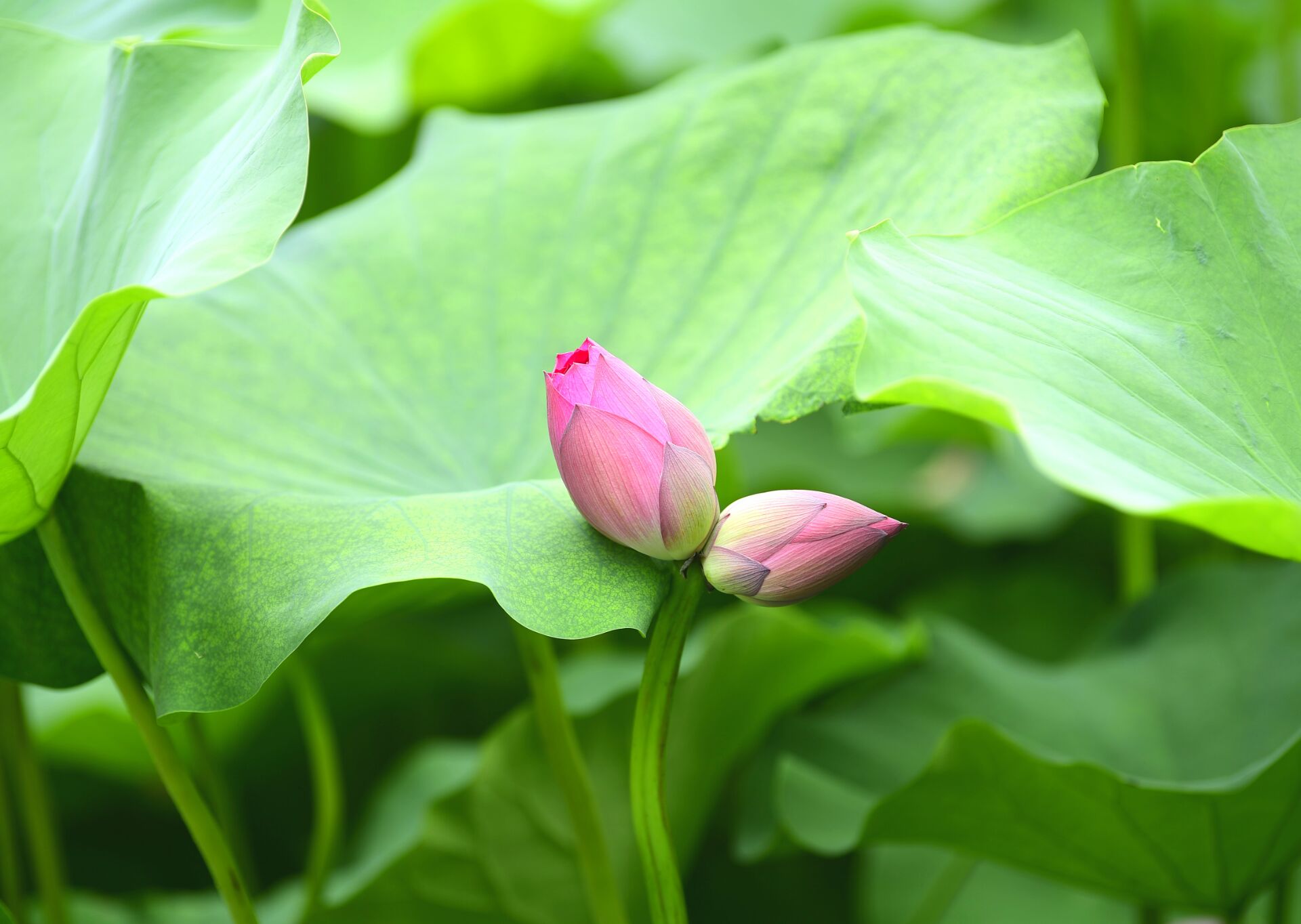 花开并蒂好事成双济南又现并蒂莲