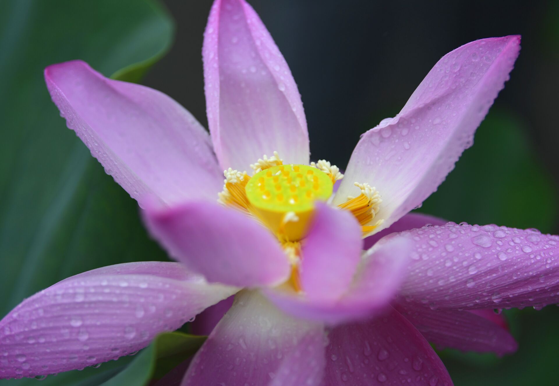 并蒂莲花雨中绽放娇艳欲滴宛若荷中仙子