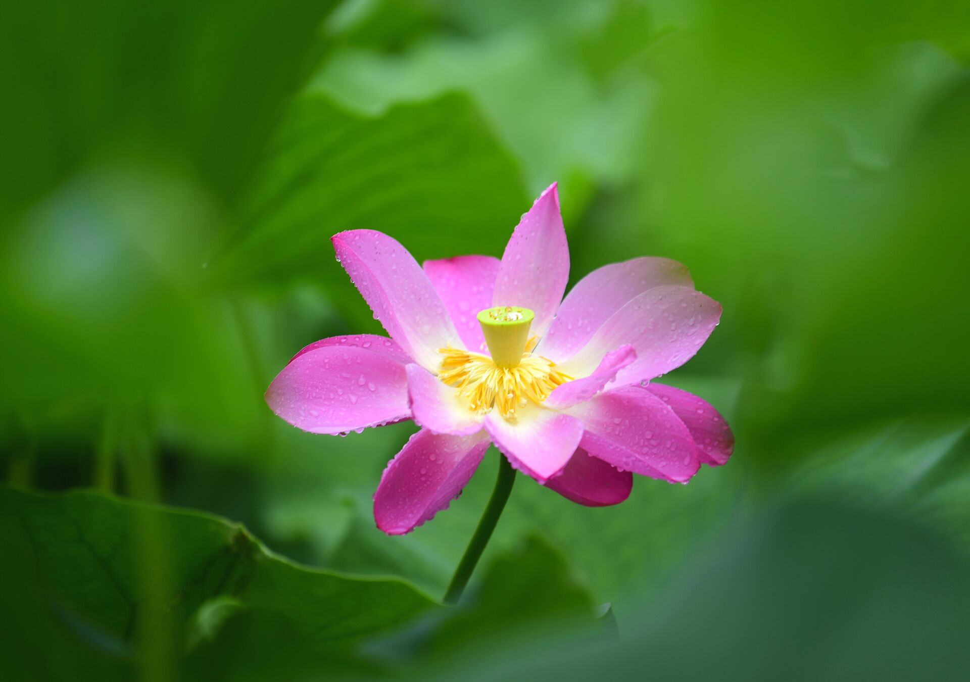并蒂莲花雨中绽放娇艳欲滴宛若荷中仙子