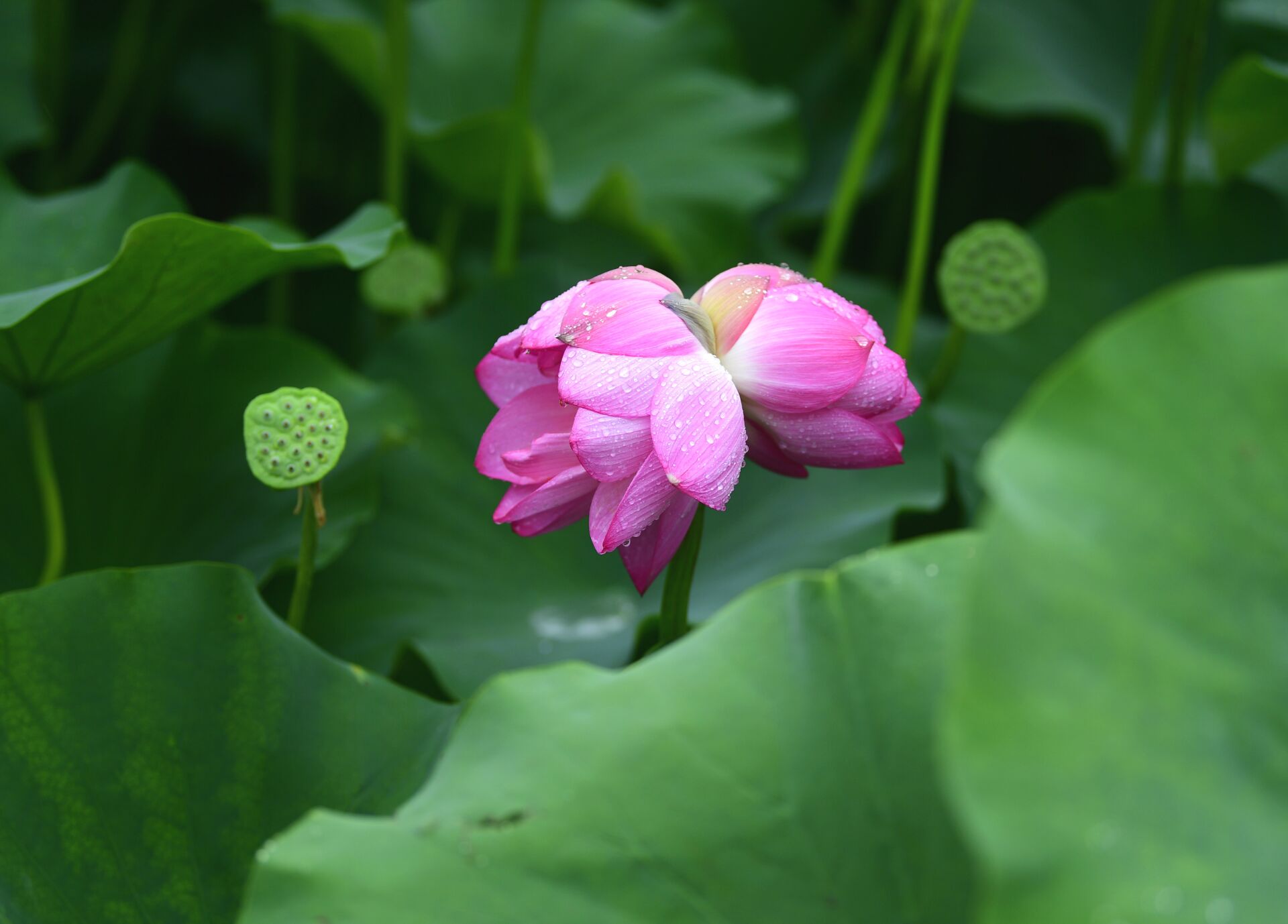 并蒂莲花雨中绽放娇艳欲滴宛若荷中仙子