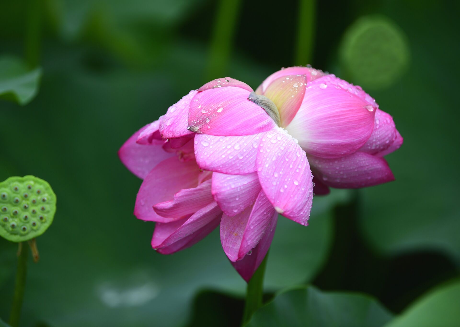 并蒂莲花雨中绽放娇艳欲滴宛若荷中仙子