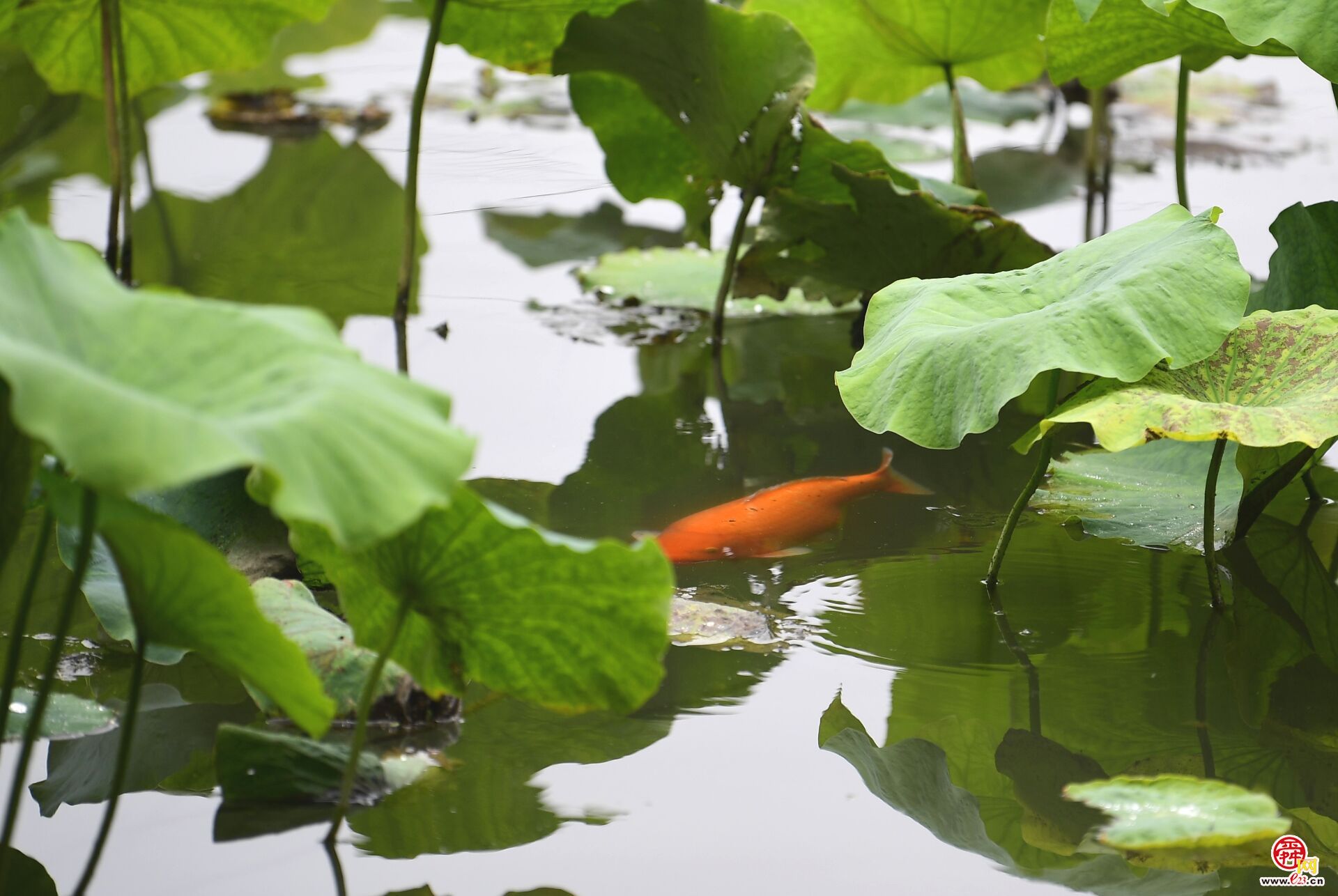 蓮葉何田田魚戲蓮葉間