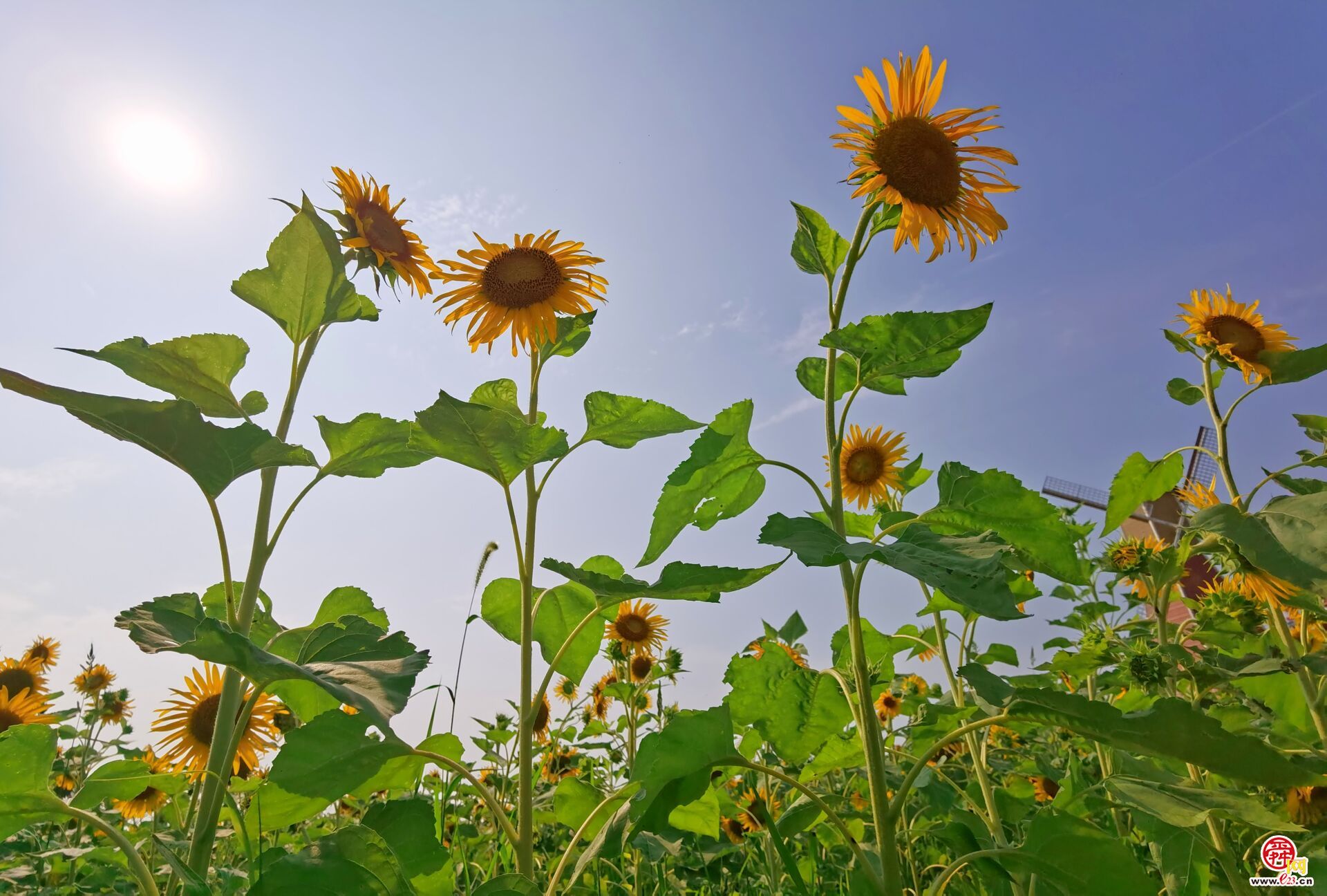 济南西城向日葵花海展露笑颜