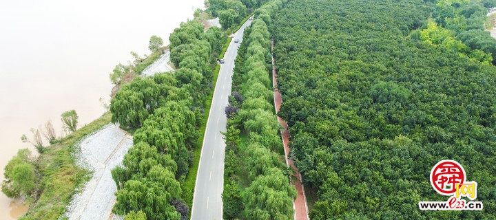 “红丝带”绕绿林  黄河百里风景区绿化提升