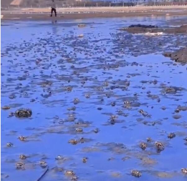 海肠、螃蟹、泸沽虾……烟台“开盲盒”式赶海火了
