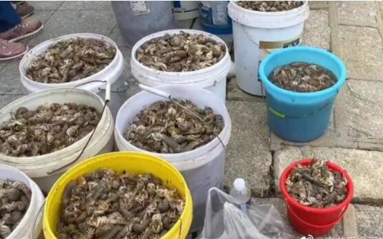海肠、螃蟹、泸沽虾……烟台“开盲盒”式赶海火了