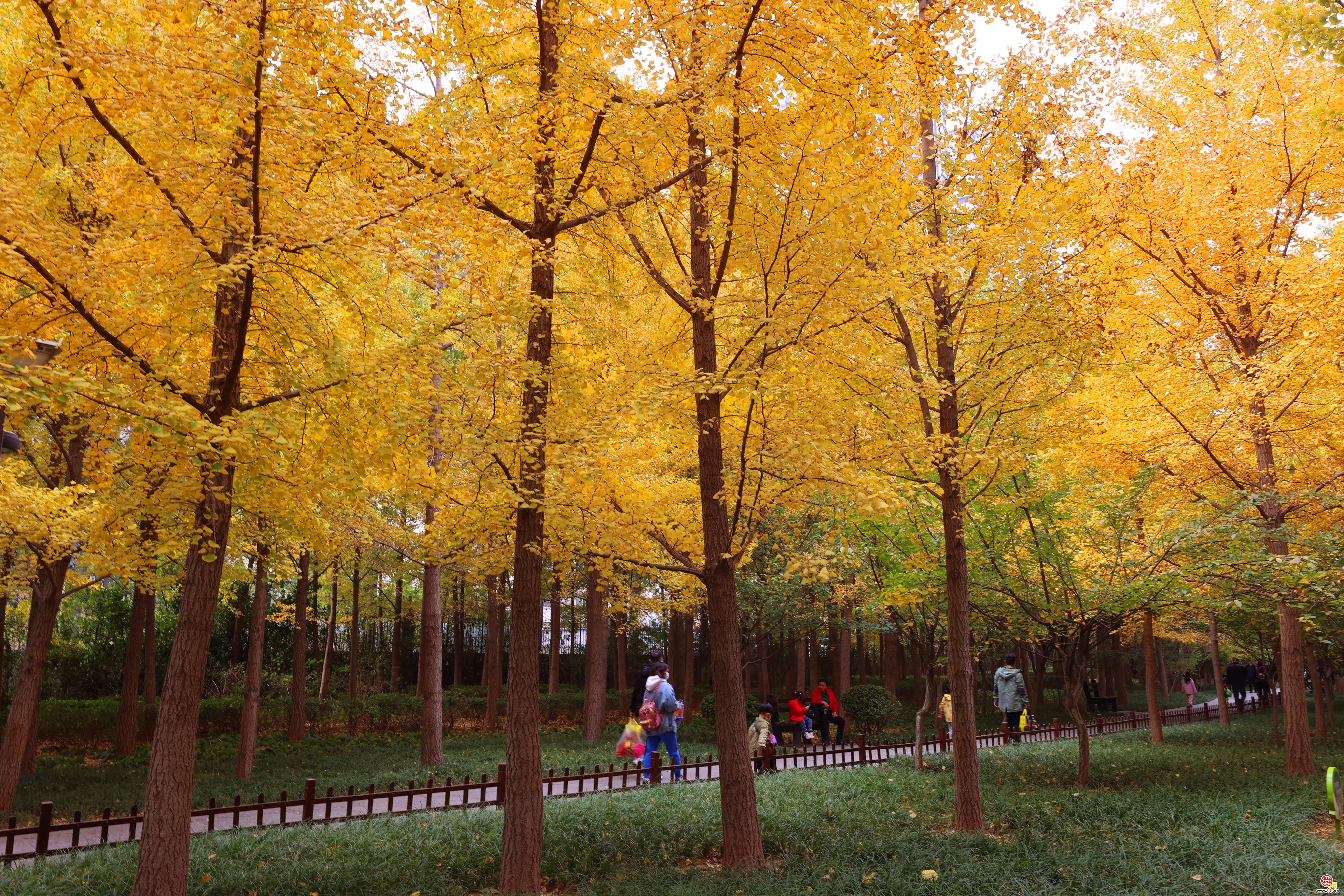 霜降时节,济南森林公园进入秋色斑斓时间,金黄,火红,深褐逐渐代替翠绿