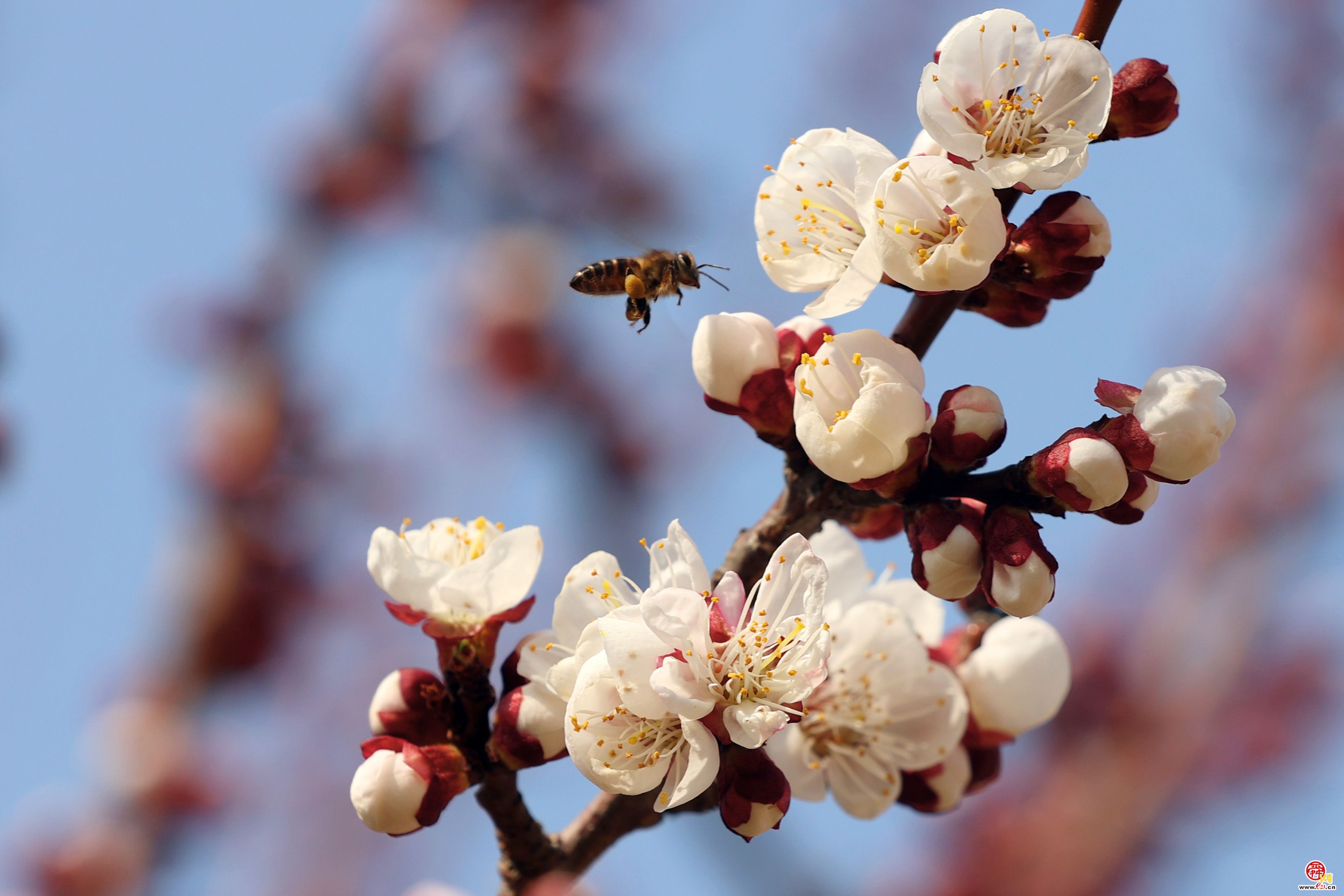 惊蛰时节 泉城山桃花开热如初夏
