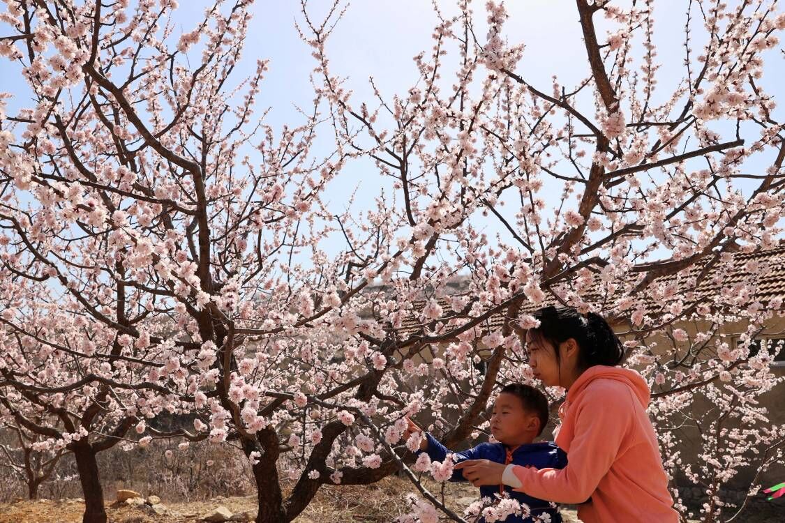 珍珠油杏开花图片图片