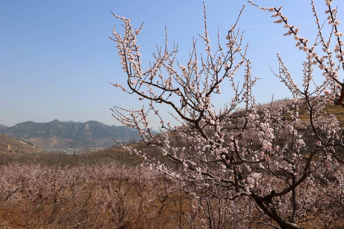 珍珠油杏开花图片图片