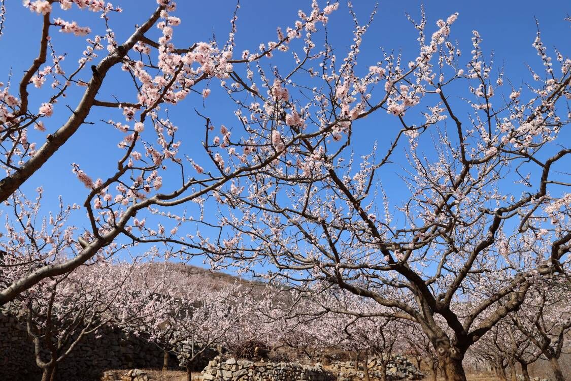 珍珠油杏开花图片图片