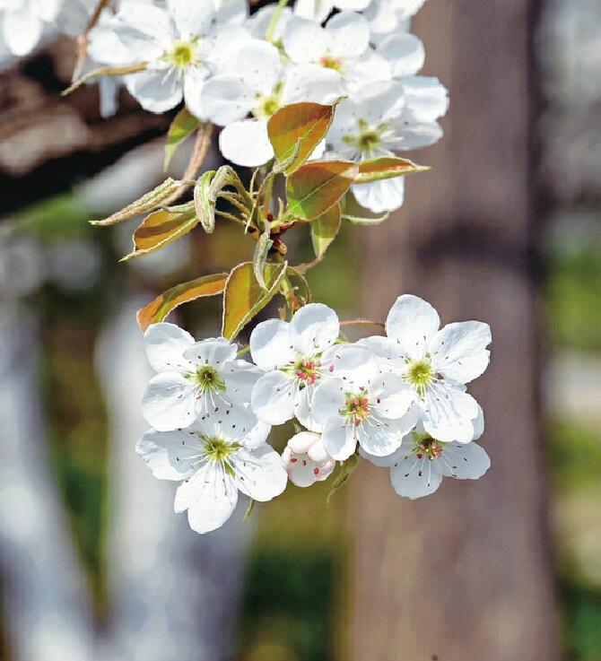 济南赏花攻略出炉：打卡“花花世界” 亲近“久违的春天”