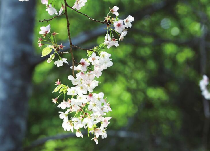 济南赏花攻略出炉：打卡“花花世界” 亲近“久违的春天”