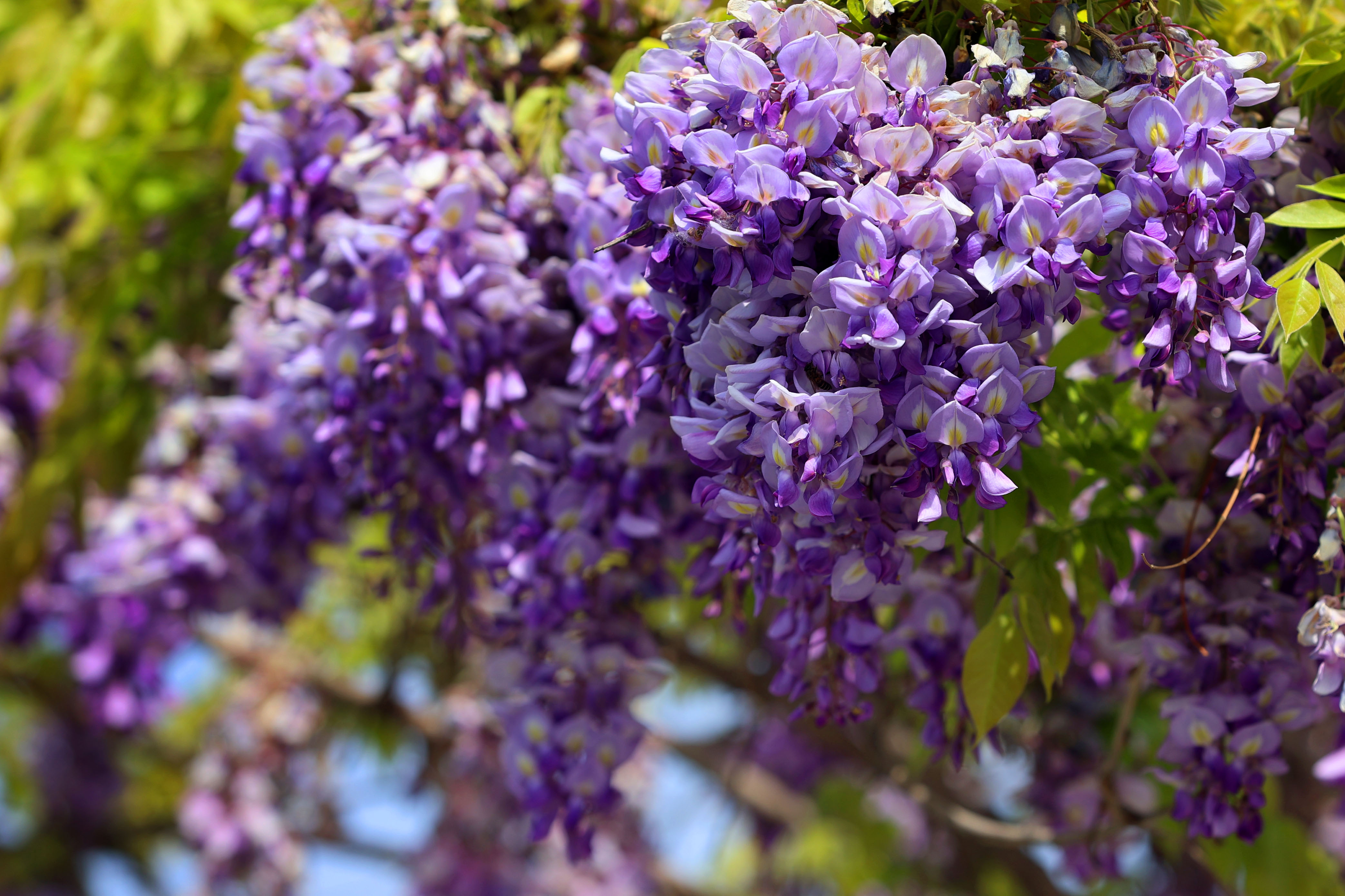 浪漫紫藤花盛开一帘幽梦迎客来