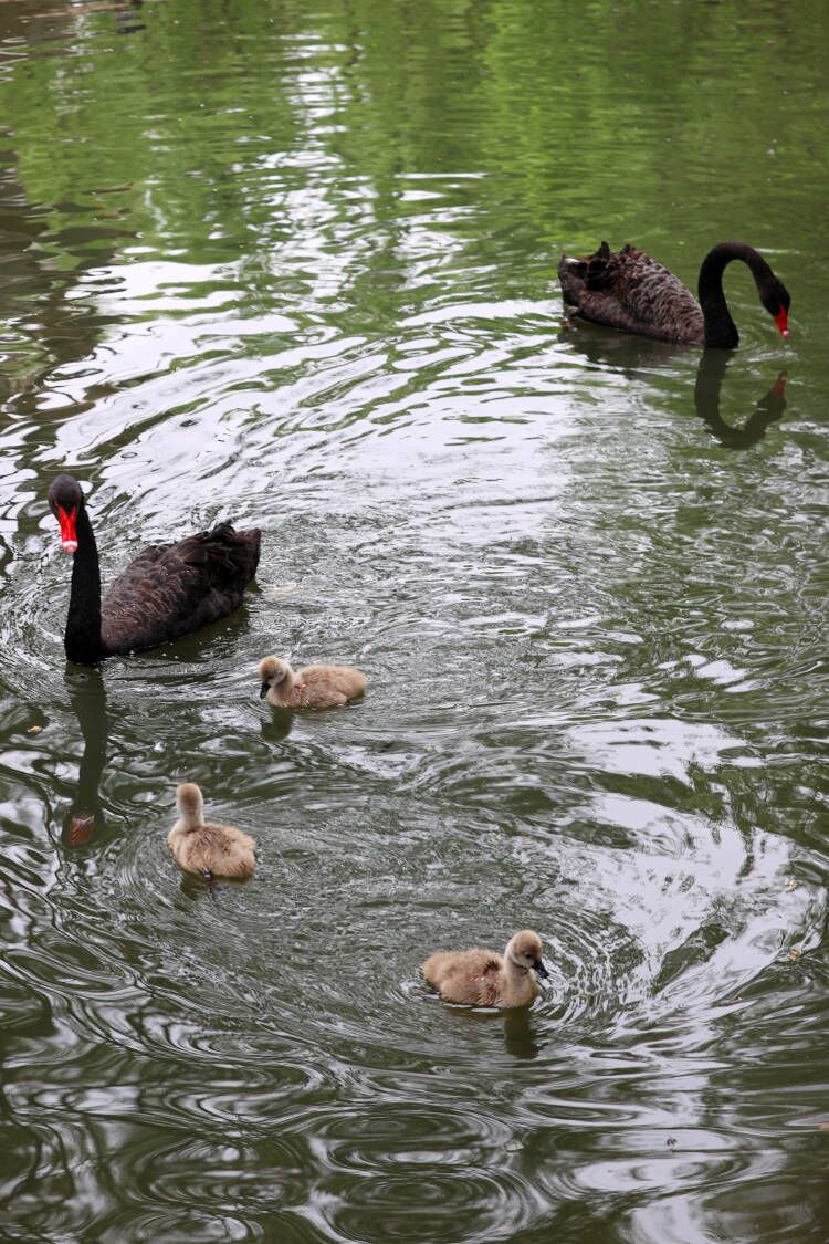 济南野生动物世界黑天鹅夫妇喜添新丁