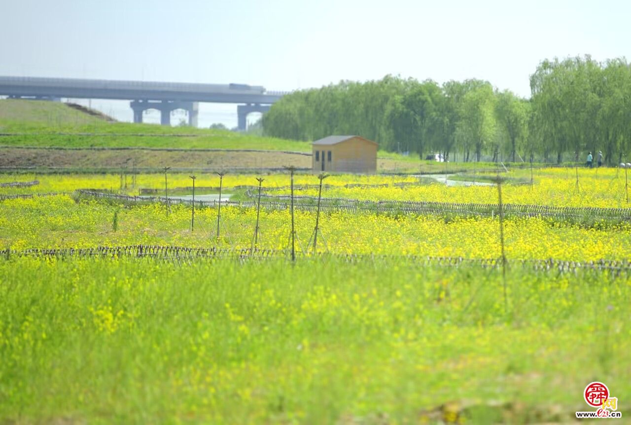 美了美了，济南黄河畔油菜花田绽放