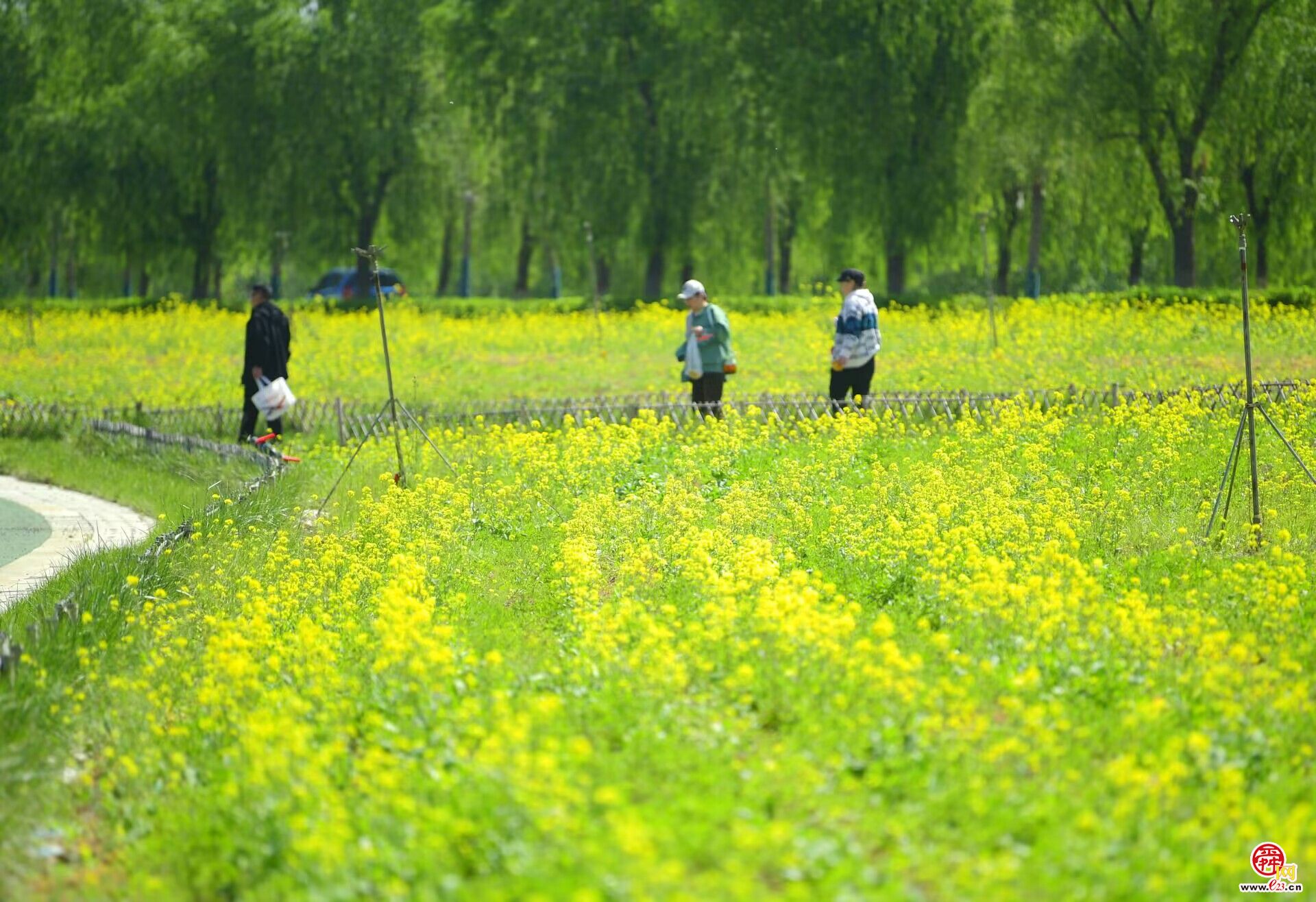 美了美了，济南黄河畔油菜花田绽放