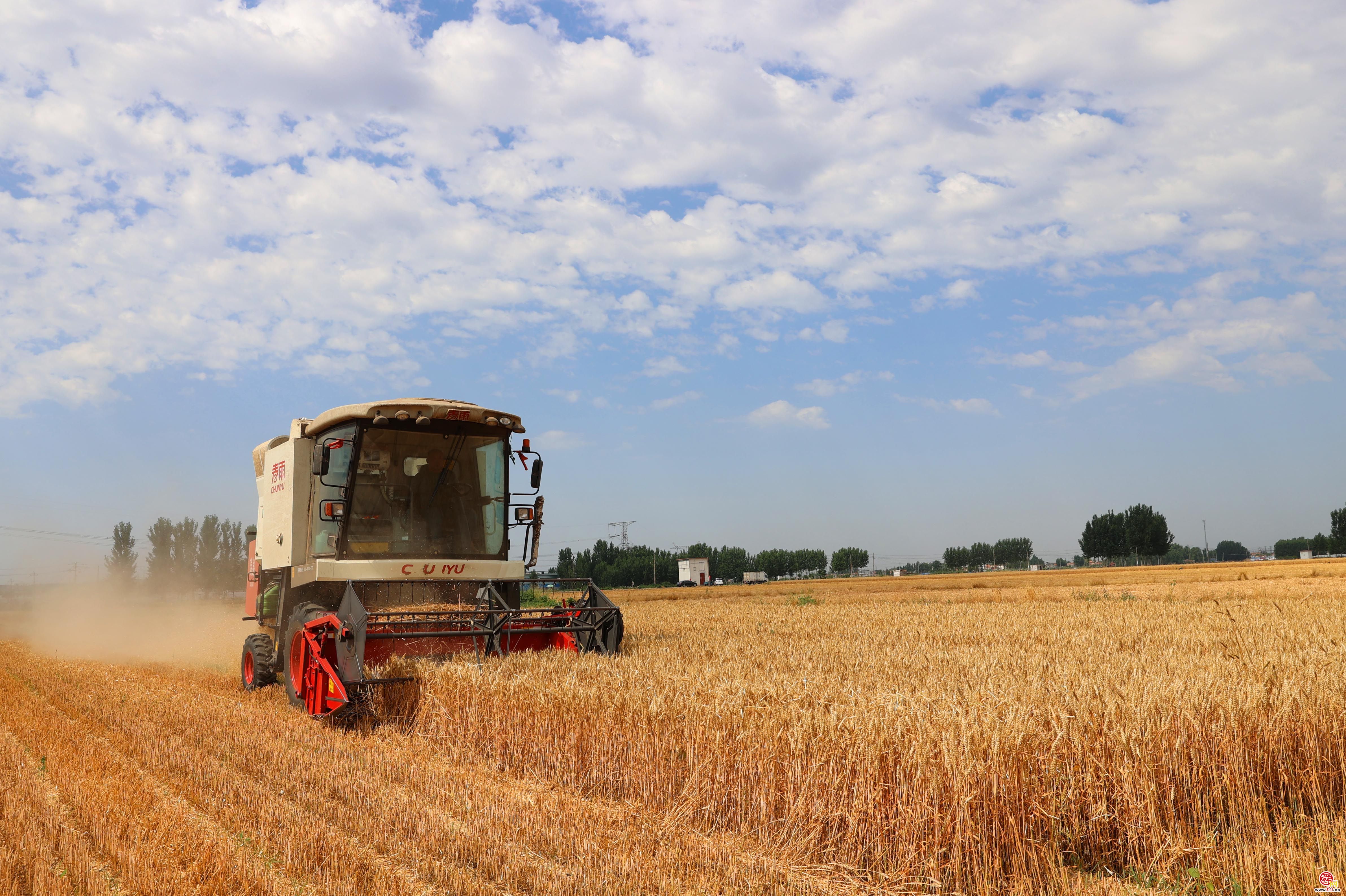 章丘区刁镇街道的一大片麦田里,农机手正驾驶收割机来回穿梭收割小麦
