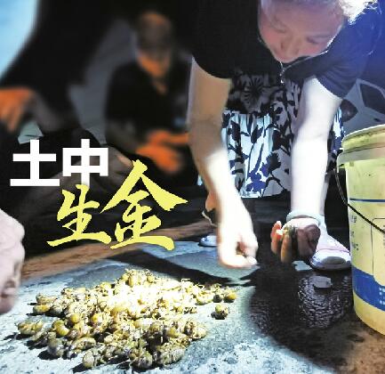 1只知了猴1.5元，40天能捉300多万只！章丘辛丰村的金蝉今夏又“热”了 