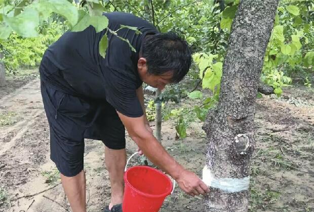 1只知了猴1.5元，40天能捉300多万只！章丘辛丰村的金蝉今夏又“热”了 